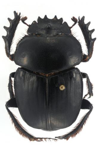 Scarabaeus cristatus